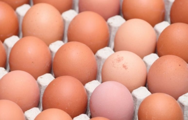 Étiquetage des œufs : mode d'emploi